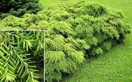 Conifer cucuta fotografie și descriere, specii și soiuri de plante cucuta