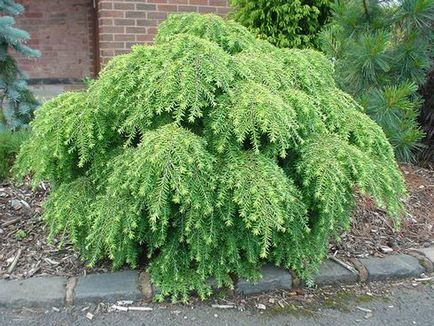 Conifer cucuta fotografie și descriere, specii și soiuri de plante cucuta