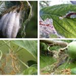 Viermelui descriere molii și metodele de combatere