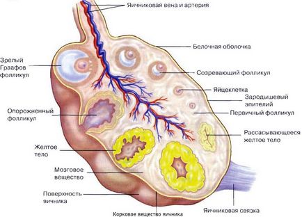 Ovarele la femei locație, în cazul în care dimensiunea, funcția