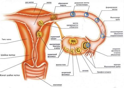 Ovarele la femei locație, în cazul în care dimensiunea, funcția