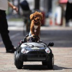 Am zgâriat mașina în curtea ce să facă (curte) Am zgâriat mașina în curtea ce să facă