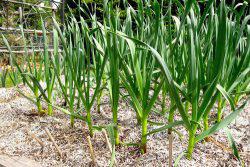 cultivarea usturoiului de primăvară și de întreținere în câmp deschis