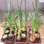 cultivarea usturoiului de primăvară și de întreținere în câmp deschis