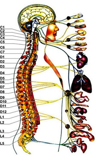 Boli ale organelor interne