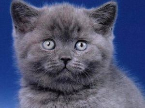 Sanatate britanice vaccinuri boli pisici la pisici si pisoi, British