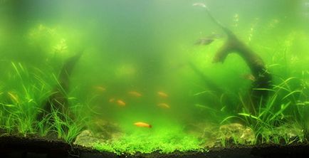 alge verzi intr-un acvariu cum să lupte și a scăpa de