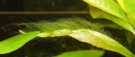 alge verzi intr-un acvariu cum să lupte și a scăpa de