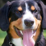 Descriere Mountain Dog câine rasa caracter elvețian de pui, fotografii