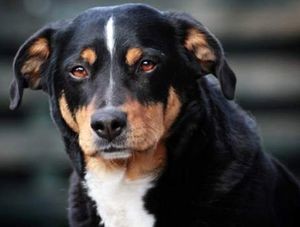 Descriere Mountain Dog câine rasa caracter elvețian de pui, fotografii