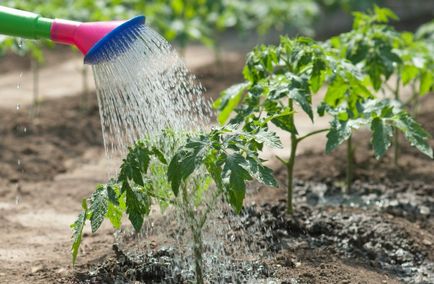 Căldura și recolta - pentru a ajuta legumele pentru a supraviețui vara