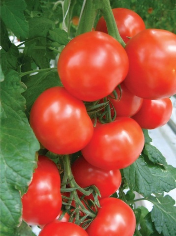 soiuri de tomate rezistente la căldură, cu o descriere și fotografie