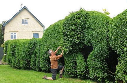 Hedges în țară cu propriile lor mâini ce plante - revizuire, instrucțiuni pas cu pas!