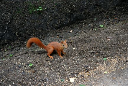 Durata de viață a proteinelor și întâmplări sale în pădure, parc și în captivitate