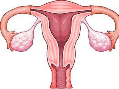 Valoarea ovarului în organism de sex feminin