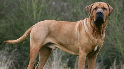 25 Cele mai periculoase rase de câini - știri în imagini