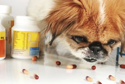 Decât pentru tratarea alergiilor la câini