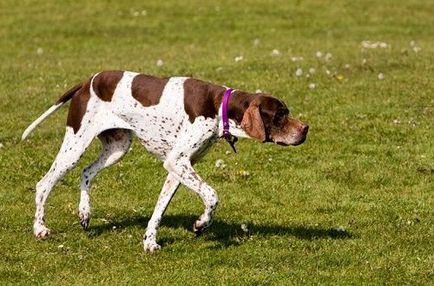 câine pointer câine pointer