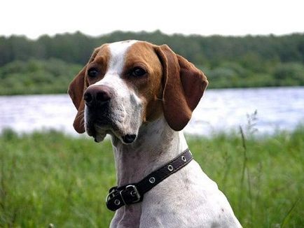 câine pointer