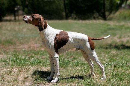 câine pointer câine pointer