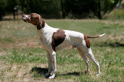 câine pointer