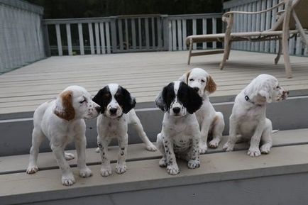 câine pointer