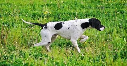 câine pointer câine pointer