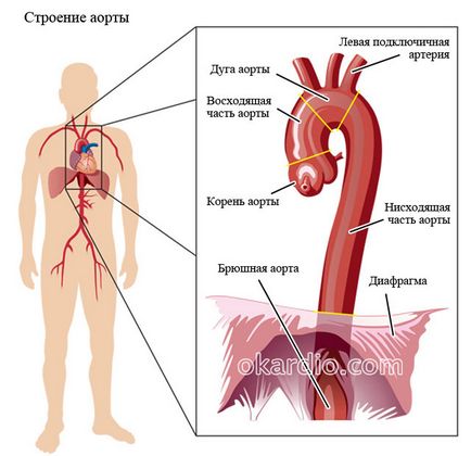 Ateroscleroza a aortei că este