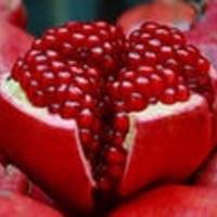 Ce este LZR de fructe