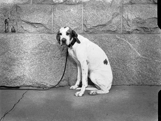 Adresele de adăposturi pentru câini