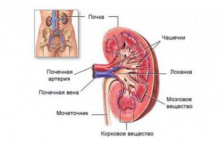 Tratamentul de rinichi la copii