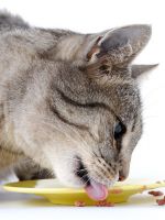 Cum să se hrănească pisica Scottish