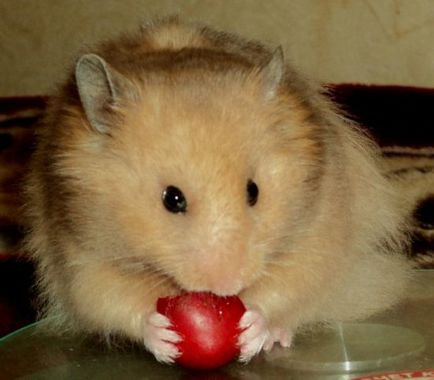 Feedul hamsteri sirieni