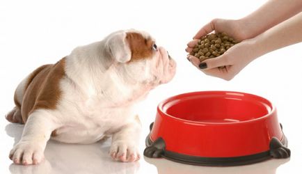 Cum mai bine să se hrănească câinele