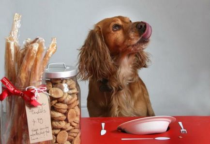 Cum mai bine să se hrănească câinele