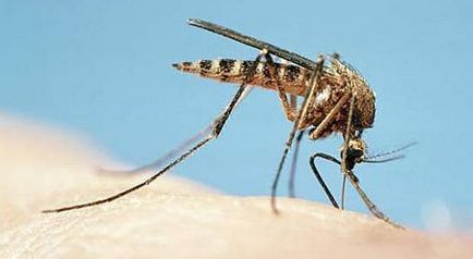 Aceasta ameliorează pruritul de la înțepături de țânțar