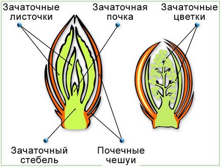 Ce este un plante rinichi