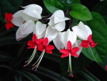 Reproducerea Clerodendrum la domiciliu