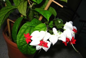 Reproducerea Clerodendrum la domiciliu