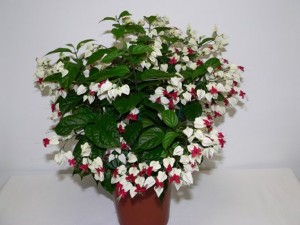 Reproducerea Clerodendrum la domiciliu