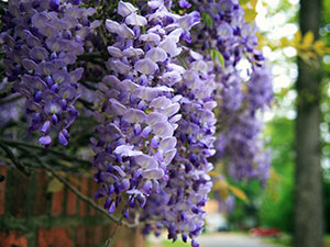 Ca creștere Wisteria