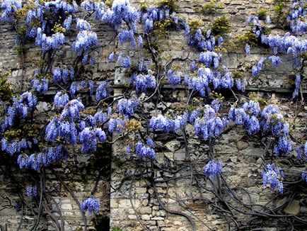 Ca creștere Wisteria