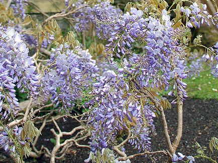 Ca creștere Wisteria