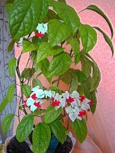 Reproducerea Clerodendrum la domiciliu