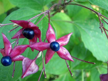 Reproducerea Clerodendrum la domiciliu