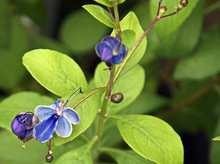 Reproducerea Clerodendrum la domiciliu