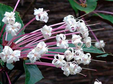 Reproducerea Clerodendrum la domiciliu