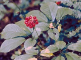 Reproducerea Clerodendrum la domiciliu