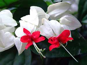 Reproducerea Clerodendrum la domiciliu