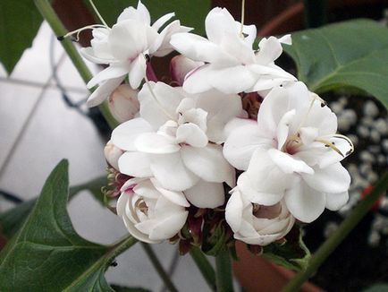 Reproducerea Clerodendrum la domiciliu